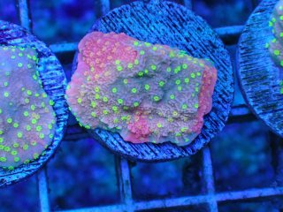 No.2 バブルディスクを買うならアクアスタイルユー 大阪のサンゴ