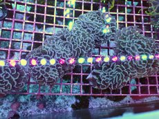 画像6: No.1　ナガレハナサンゴ カラー　特価品　限定８個体 (6)