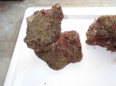 画像6: No.5 ライブロック　三個セット　海藻など付き　約3.3ｋｇ　　【人気No.1】 (6)