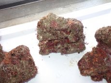 画像7: No.5 ライブロック　三個セット　海藻など付き　約3.3ｋｇ　　【人気No.1】 (7)