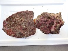 画像6: No.6 ライブロック　二個セット　海藻など付き　約2.3ｋｇ　　【人気No.1】 (6)