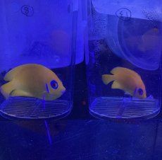 画像4: フィジー産 レモンピール 超絶大特価 (4)
