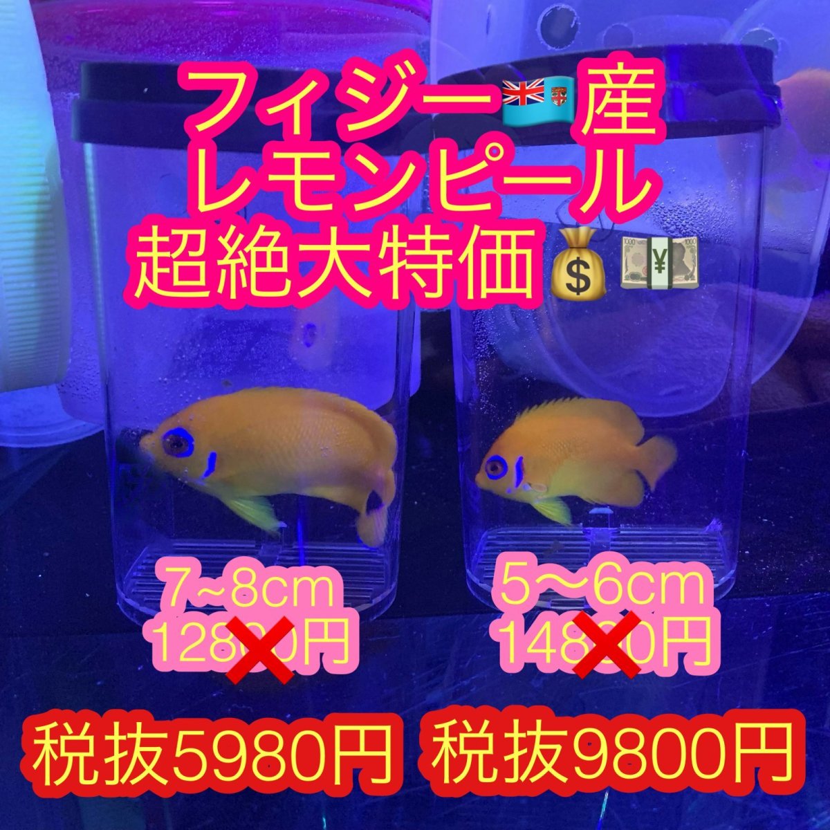 画像1: フィジー産 レモンピール 超絶大特価 (1)
