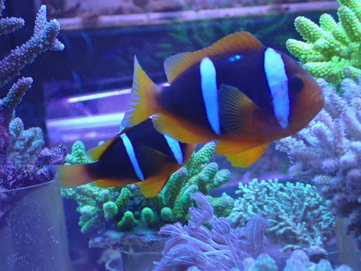 画像7: No.1 フィジー産　オレンジフィンアネモネフィッシュ　ペア? 2匹セット (7)