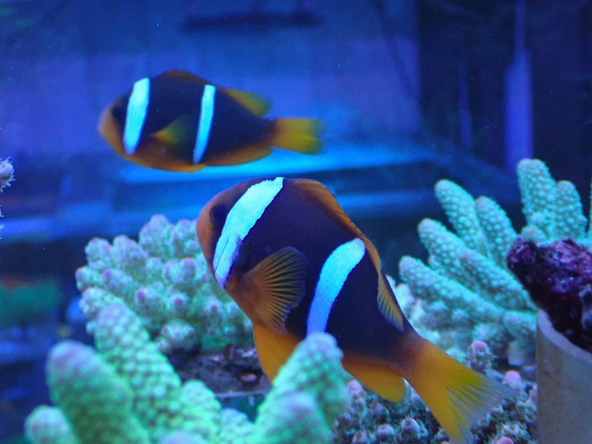 画像2: No.1 フィジー産　オレンジフィンアネモネフィッシュ　ペア? 2匹セット (2)