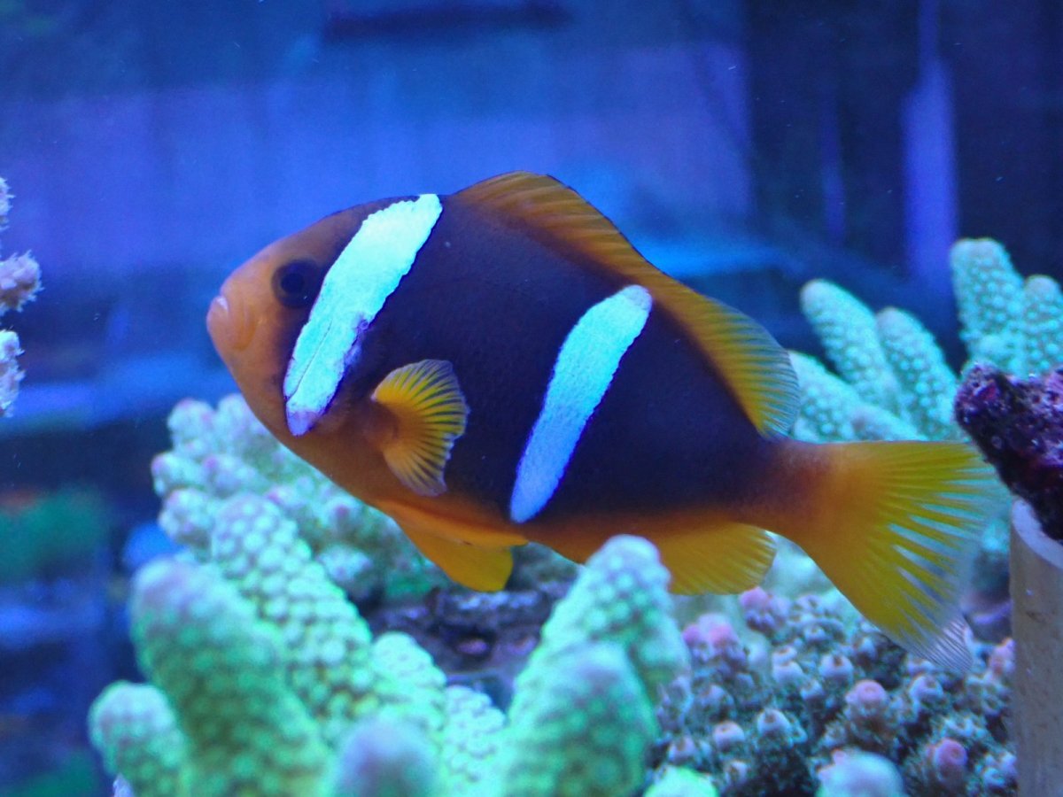 画像4: No.1 フィジー産　オレンジフィンアネモネフィッシュ　ペア? 2匹セット (4)