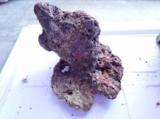 画像9: No.13 ライブロック　2個セット　海藻など付き　約2.5ｋｇ (9)