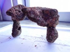 画像12: No.11 ライブロック　2個セット　海藻など付き　約1.9ｋｇ (12)