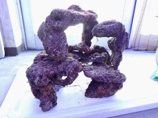 画像6: No.8 ライブロック　2個セット　海藻など付き　約2.1ｋｇ (6)