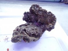 画像10: No.10 ライブロック　2個セット　海藻など付き　約2.1ｋｇ (10)