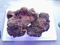画像4: No.9 ライブロック　2個セット　海藻など付き　約2.3ｋｇ (4)