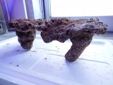 画像12: No.13 ライブロック　2個セット　海藻など付き　約2.5ｋｇ (12)