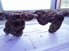 画像11: No.13 ライブロック　2個セット　海藻など付き　約2.5ｋｇ (11)