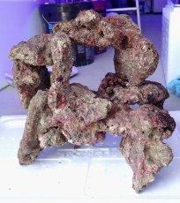 画像8: No.8 ライブロック　2個セット　海藻など付き　約2.1ｋｇ (8)