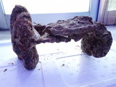 画像13: No.12 ライブロック　2個セット　海藻など付き　約2.1ｋｇ (13)