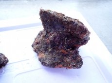 画像10: No.9 ライブロック　2個セット　海藻など付き　約2.3ｋｇ (10)