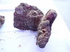 画像10: No.12 ライブロック　2個セット　海藻など付き　約2.1ｋｇ (10)