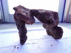 画像9: No.11 ライブロック　2個セット　海藻など付き　約1.9ｋｇ (9)