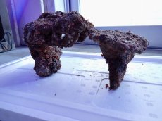 画像11: No.9 ライブロック　2個セット　海藻など付き　約2.3ｋｇ (11)