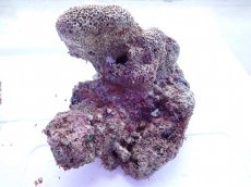 画像10: No.13 ライブロック　2個セット　海藻など付き　約2.5ｋｇ (10)