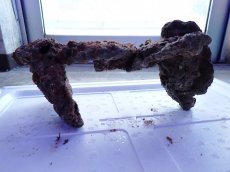 画像11: No.10 ライブロック　2個セット　海藻など付き　約2.1ｋｇ (11)
