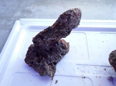 画像10: No.11 ライブロック　2個セット　海藻など付き　約1.9ｋｇ (10)