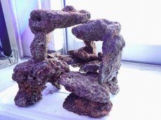 画像7: No.10 ライブロック　2個セット　海藻など付き　約2.1ｋｇ (7)