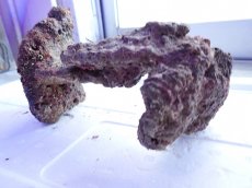 画像12: No.12 ライブロック　2個セット　海藻など付き　約2.1ｋｇ (12)