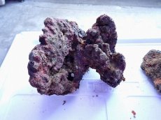 画像9: No.9 ライブロック　2個セット　海藻など付き　約2.3ｋｇ (9)