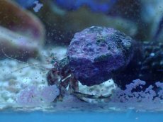 画像2: ★期間限定☆　ヤドカリ　ミックス　10匹セット (2)