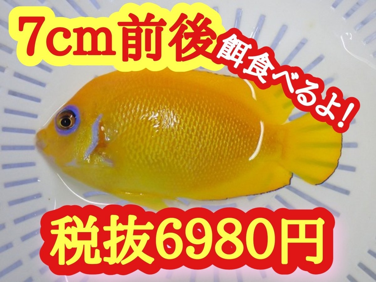 画像1: レモンピール　７cm前後　10/14日まで (1)
