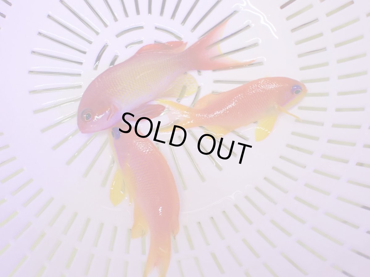 画像1: No.2　インドキンギョハナダイ　メス　２匹セット (1)