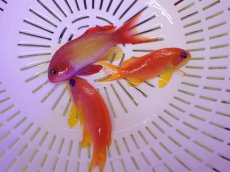 画像1: No.1 インドキンギョハナダイ ペア 2匹セット (1)