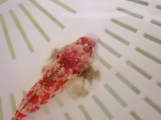 画像2: No.1 レッドスクーターブレニー Sサイズ 一匹 (2)