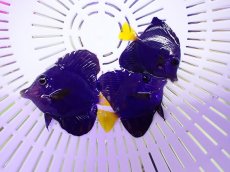 画像1: No.1 パープルタン Sサイズ 一匹 (1)