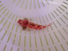 画像1: No.1 レッドスクーターブレニー Sサイズ 一匹 (1)