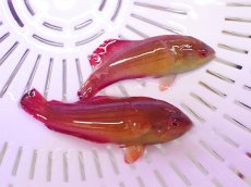 画像1: No.1 エイトラインラス 一匹 (1)