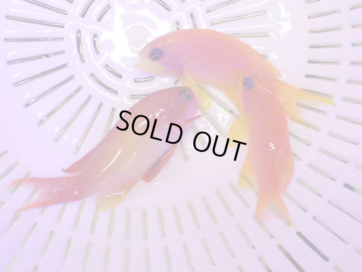 画像2: No.2　インドキンギョハナダイ　メス　２匹セット (2)