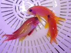 画像2: No.1 インドキンギョハナダイ ペア 2匹セット (2)