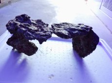 画像3: No.17 ライブロック　2個セット　海藻など付き　約2.3ｋｇ (3)