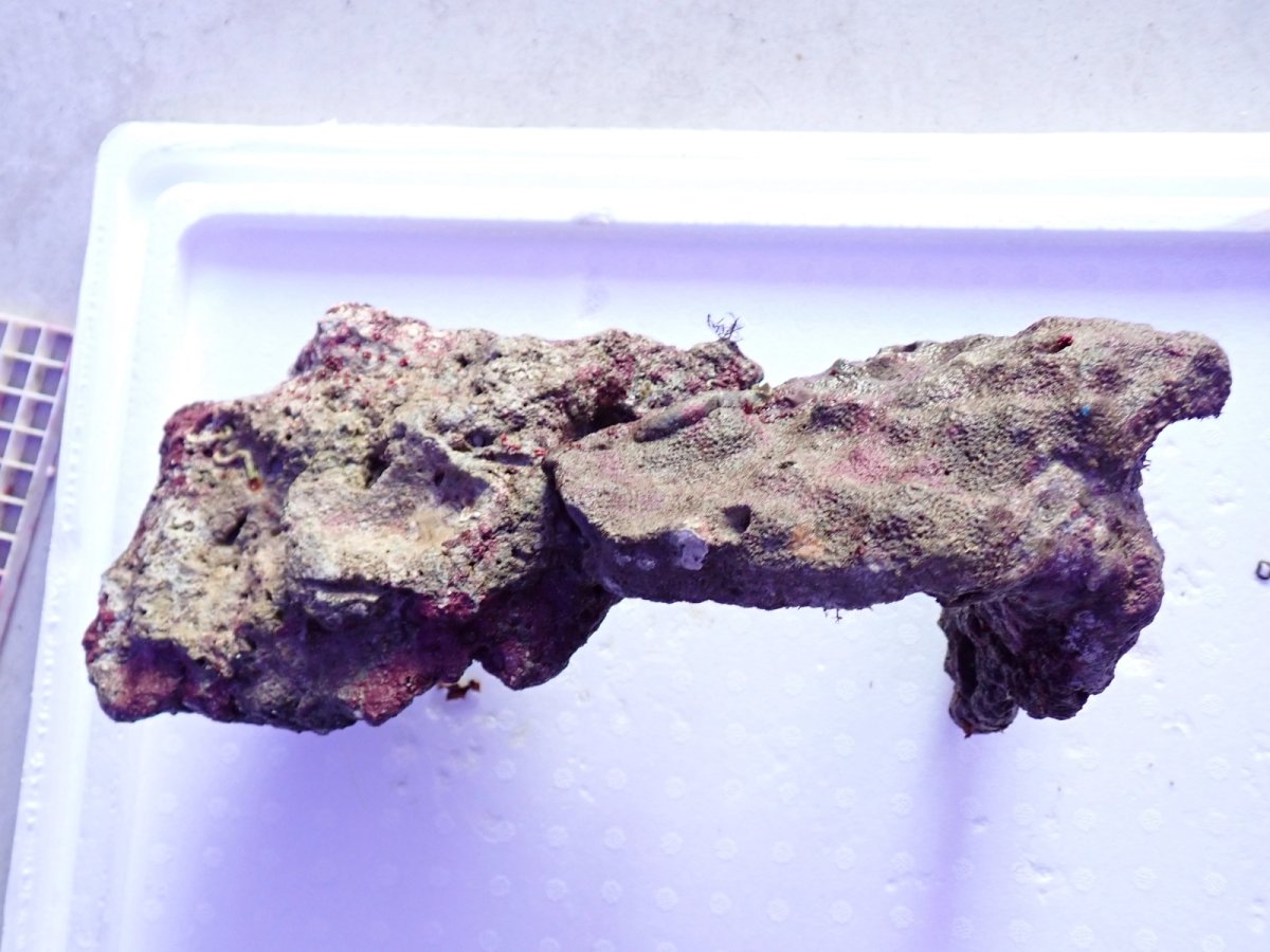 画像2: No.18 ライブロック　2個セット　海藻など付き　約2.1ｋｇ (2)