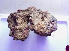 画像2: No.15 ライブロック　2個セット　海藻など付き　約3ｋｇ (2)