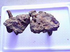 画像2: No.16 ライブロック　2個セット　海藻など付き　約2.3ｋｇ (2)