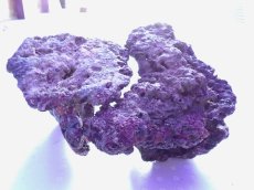 画像5: No.15 ライブロック　2個セット　海藻など付き　約3ｋｇ (5)