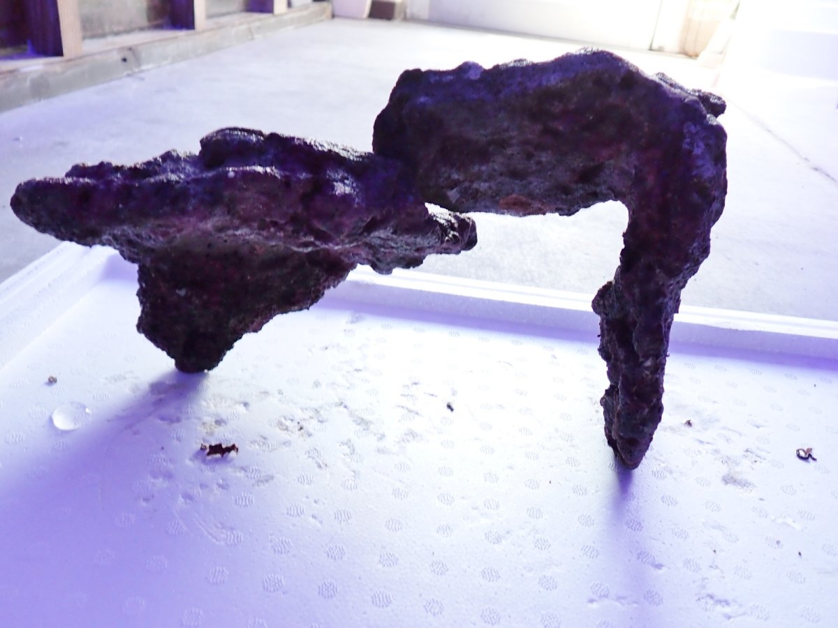 画像3: No.18 ライブロック　2個セット　海藻など付き　約2.1ｋｇ (3)