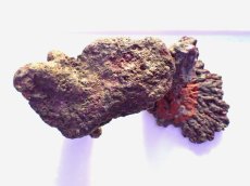 画像2: No.14 ライブロック　2個セット　海藻など付き　約1.8ｋｇ (2)