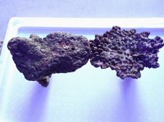 画像5: No.14 ライブロック　2個セット　海藻など付き　約1.8ｋｇ (5)