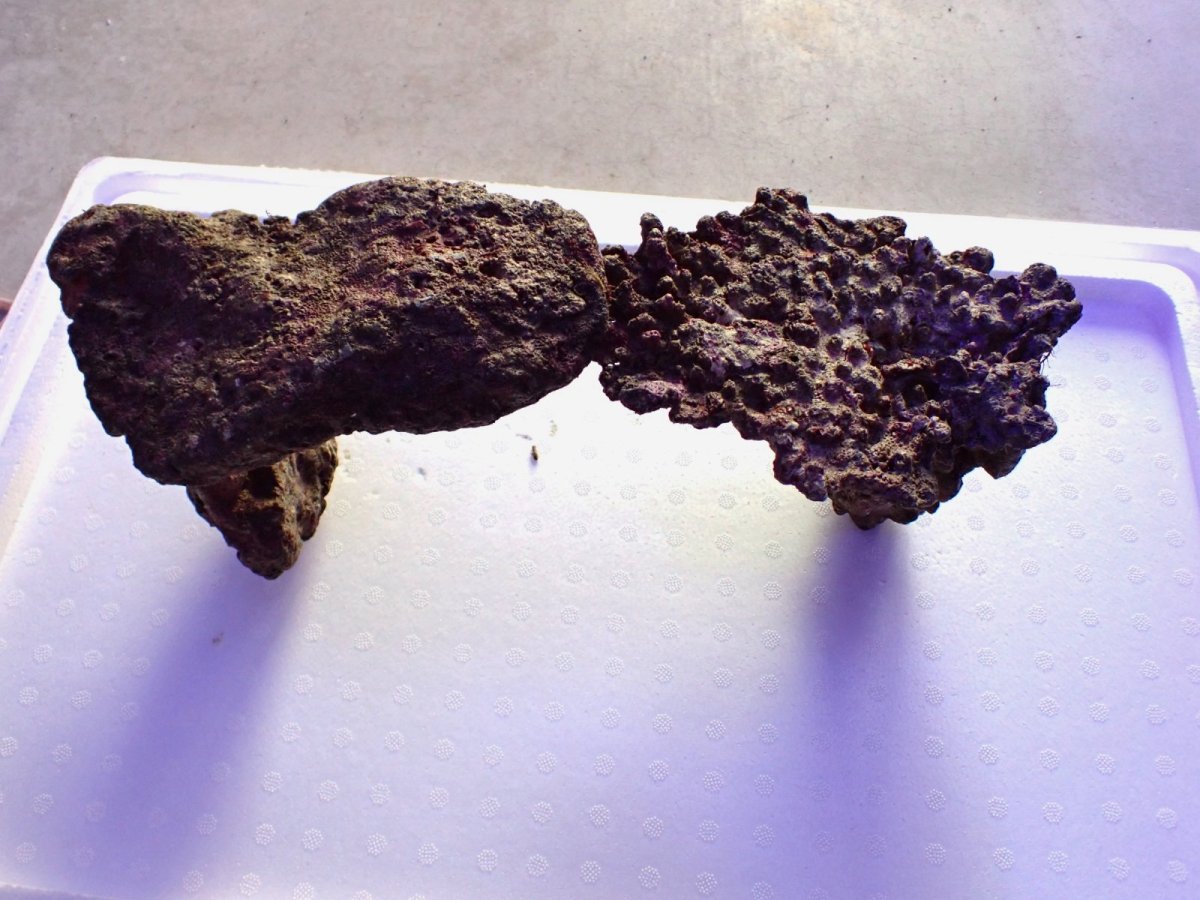 画像3: No.14 ライブロック　2個セット　海藻など付き　約1.8ｋｇ (3)