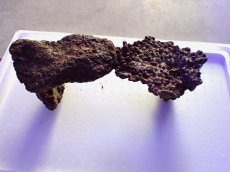 画像3: No.14 ライブロック　2個セット　海藻など付き　約1.8ｋｇ (3)