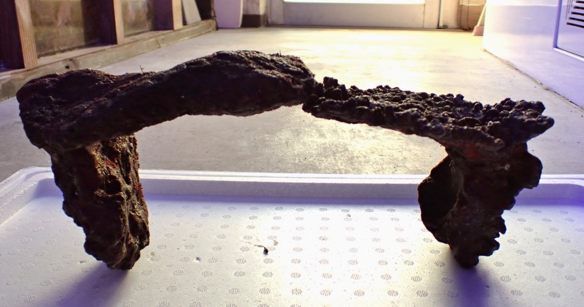 画像4: No.14 ライブロック　2個セット　海藻など付き　約1.8ｋｇ (4)